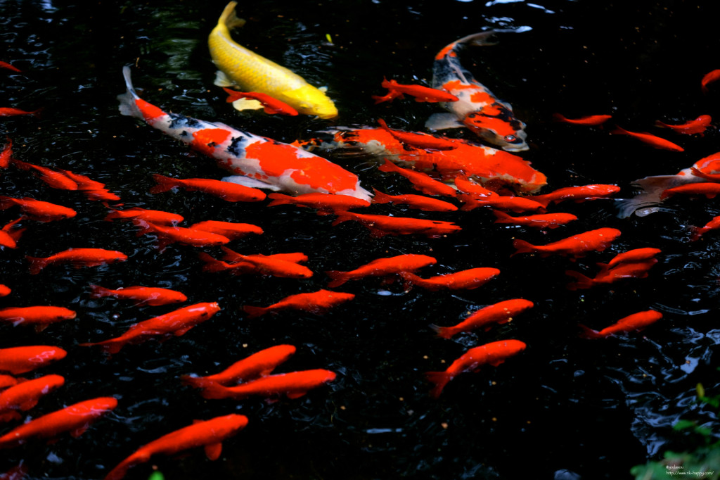 鯉と金魚の群れ 厳選 高品質デスクトップ壁紙 19 1280サイズ 富士フィルムx M1で撮影 Naver まとめ