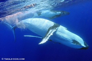 humpback-whale-20140807-1-500x333