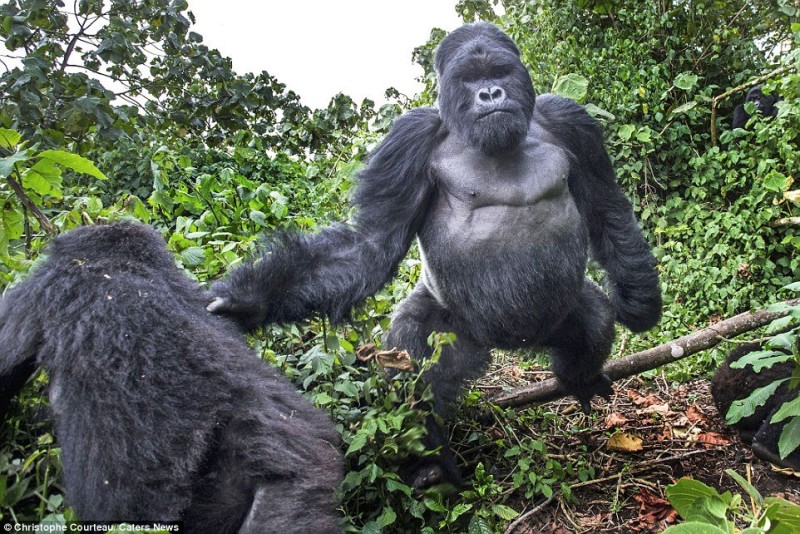 2565C2EB00000578-2943275-Akarevuro_the_silverback_gorilla_pictured_appears_to_have_felt_t-a-2_1423265566443