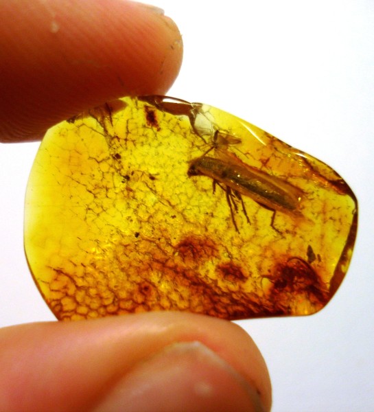 Baltic_amber_-_Coleoptera,_Cleridae_-_Length_10_mm