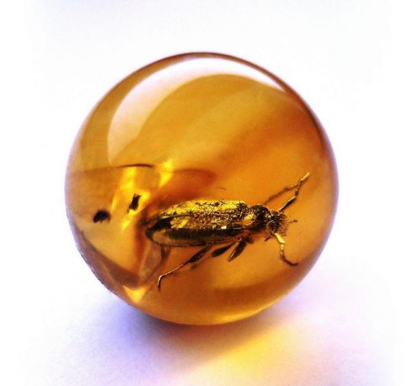 amazing-images-of-prehistoric-creatures-trapped-in-amber-21697