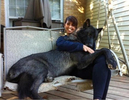 a.baa-One-very-big-dog