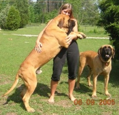 big-dog-breeds-132
