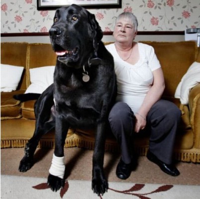 big-dog