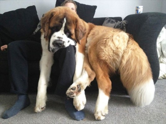 huge-dogs-feel-small-13__605_R