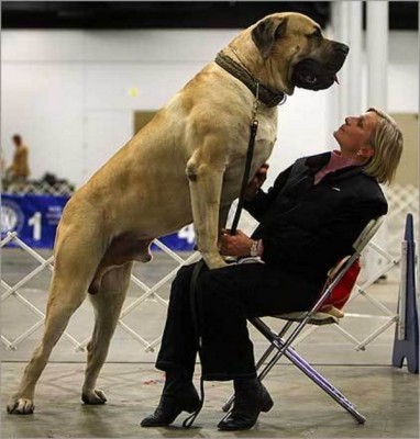 imagesbig-dog_small