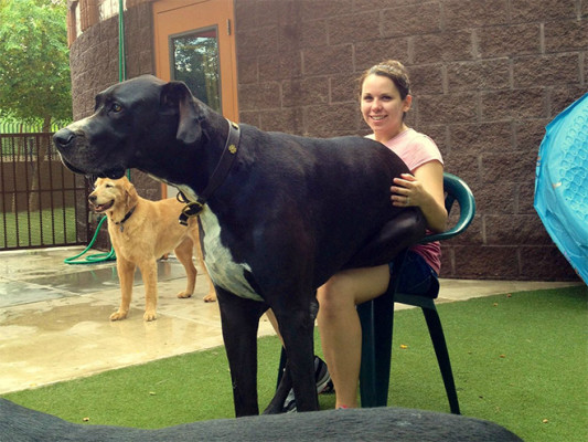 lapdog1