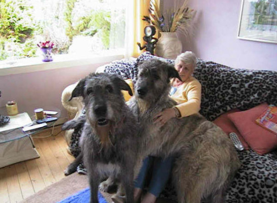 two-big-dogs