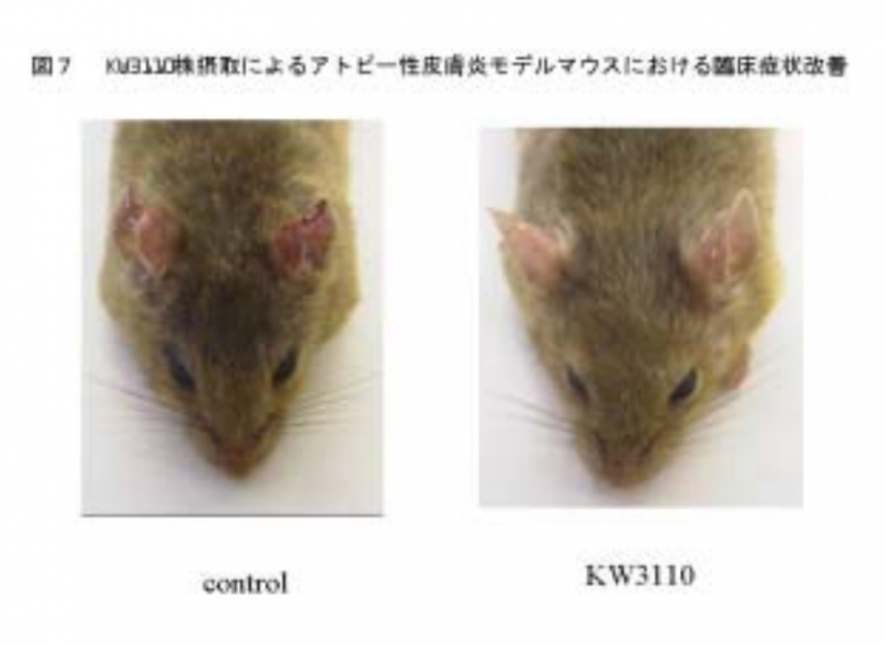 出典：抗アレルギー効果のある乳酸菌 KW3110 株の発見と活用