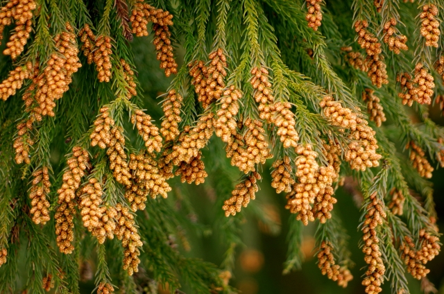 BB536の花粉症効果