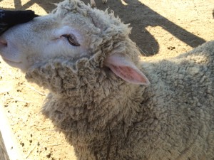 油山牧場もーもーらんどで自然と動物で癒されてきた