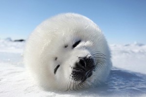 【激萌え注意】可愛すぎるアザラシの赤ちゃん動画ベスト！