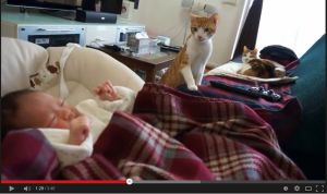 猫が赤ちゃんと初対面。興味津々な様子。