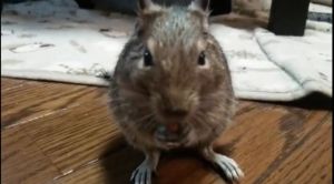 【動画】デグーにビンのフタの開け方を教えてみた結果