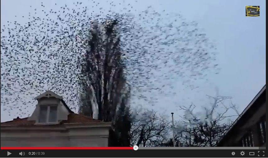 【動画】一体この木に何羽の鳥がとまっているのだろうか・・・