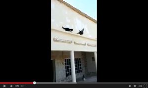 【爆笑】鳩を狙った猫がｗｗｗ