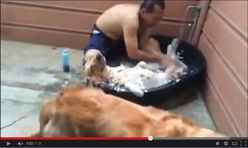 【動画】この犬の表情ｗｗｗお風呂に入って超気持ちよさそうｗｗｗｗ