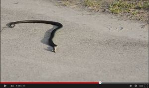 LSDを服用した蛇の動きがヤバい・・・