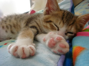 【画像】猫の肉球がテディベア風に！肉球を10倍可愛くする方法が楽しい！