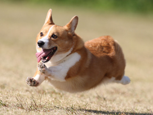 あくびは緊張している証！？犬語の本が面白いｗｗｗ