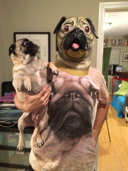 パグ犬の高画質なおもしろ画像まとめ ハンカチの準備はできましたか 写真まとめサイト Pictas パグ犬の高画質なおもしろ画像まとめ ハンカチの準備はできましたか 写真まとめサイト Pictas