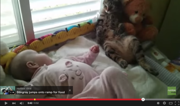 【癒やし効果抜群！】赤ちゃんのベッドに猫が寝ていた結果ｗｗｗ