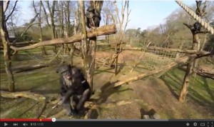 撮影中のドローンを棒でテイッ!!ドローンがチンパンジーに撃ち落とされる。