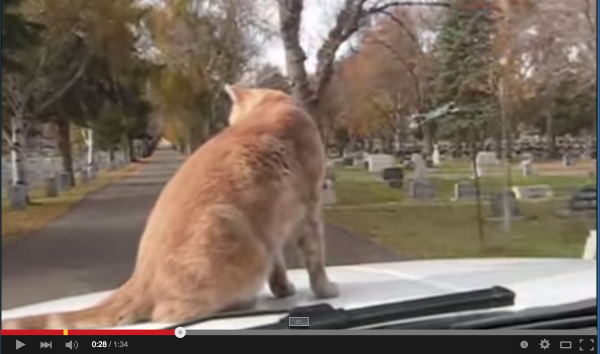 フリーダムにゃんこ！走行中の車の上を猫が縦横無尽に歩き回るｗｗｗ