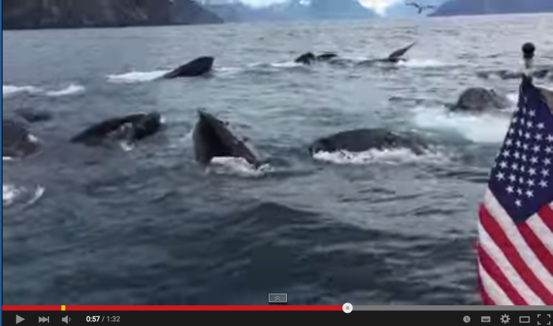 【大迫力】何頭もの鯨の大きな群れを撮影した瞬間がスゴイ。