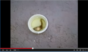 塩素怖すぎ。プールで使う塩素におたまじゃくしを投入！その結果・・・