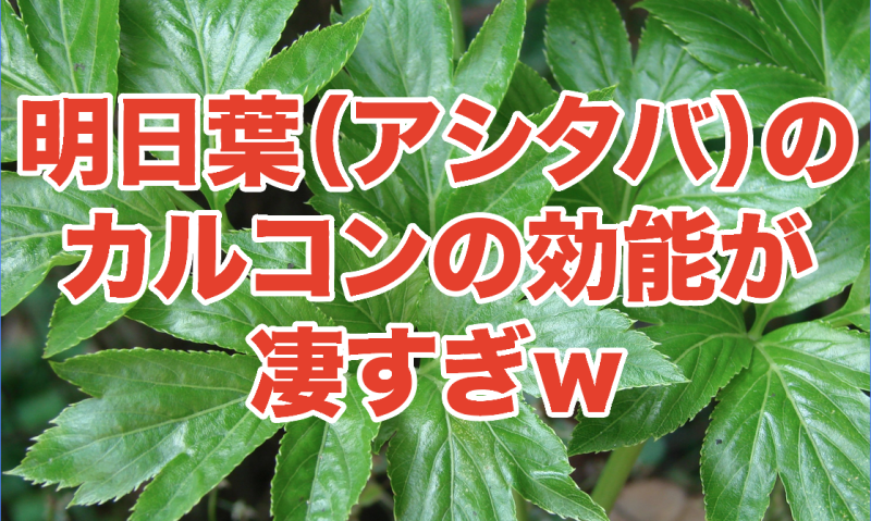 胃酸の出過ぎを抑える明日葉（アシタバ）のカルコンが凄い！東京離島の伊豆七島、小笠原諸島に生息