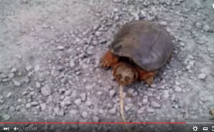 カメをのろま扱いした結果→ブチ切れ!ジャンプして飛びかかる