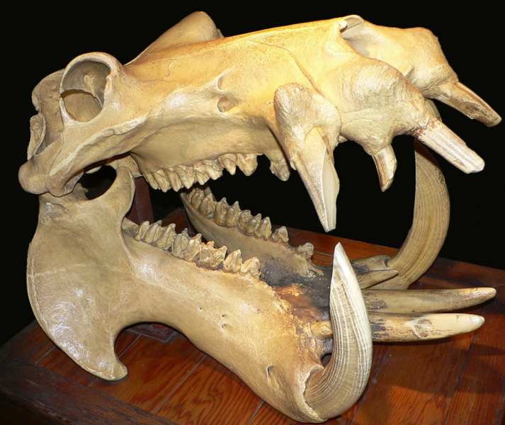 哺乳類最強の顎。カバがスイカを丸ごと食べる様子がダイナミック過ぎるｗ噛む力は１トン