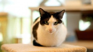 猫の仕草や鳴き声で猫のキモチが分かる！「ニャ！」と短く鳴くのは「やあ！」