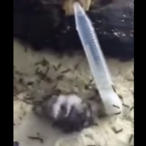 【動画】大量の蟻のカゴにハムスターを入れた結果･･･