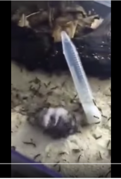 【動画】大量の蟻のカゴにハムスターを入れた結果･･･
