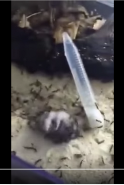 【動画】大量の蟻のカゴにハムスターを入れた結果・・・