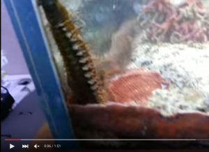 自宅水槽に突如現れた1.2ｍの巨大なワーム。オニイソメか？