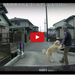 外に出たいワンちゃんを飼い主が矯正排除そのドラレコに萌えｗ