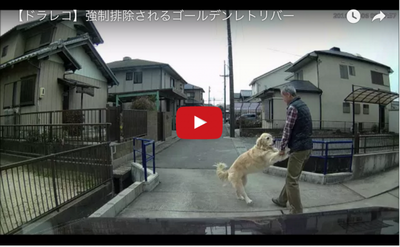 外に出たいワンちゃんを飼い主が矯正排除そのドラレコに萌えｗ