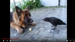 【動画大量】賢かわいい!カラスの動画が癒される