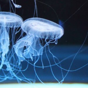 海の危険生物トップ１０。ダイビングの際には要注意！