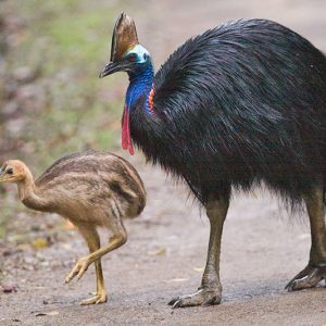 世界一危険な鳥ヒクイドリの蹴りが怖すぎる。見れる動物園まとめ