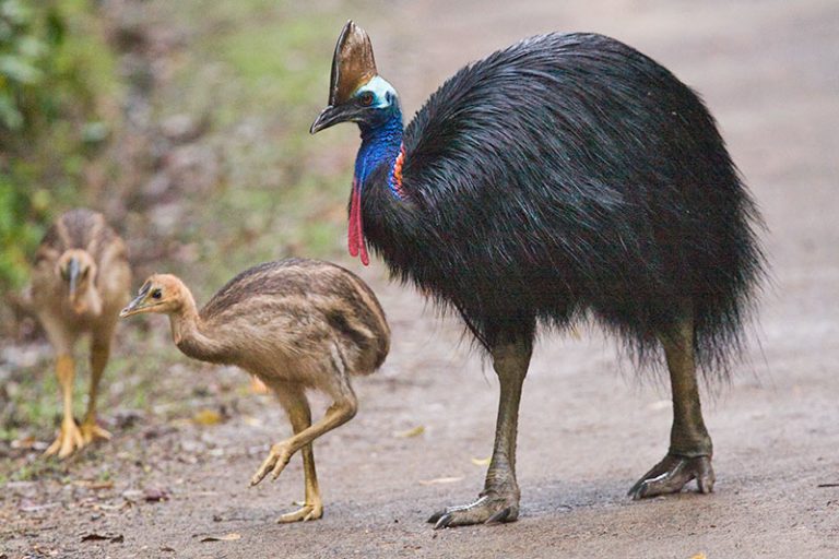 世界一危険な鳥ヒクイドリの蹴りは殺人級。ヒクイドリが見れる動物園まとめ