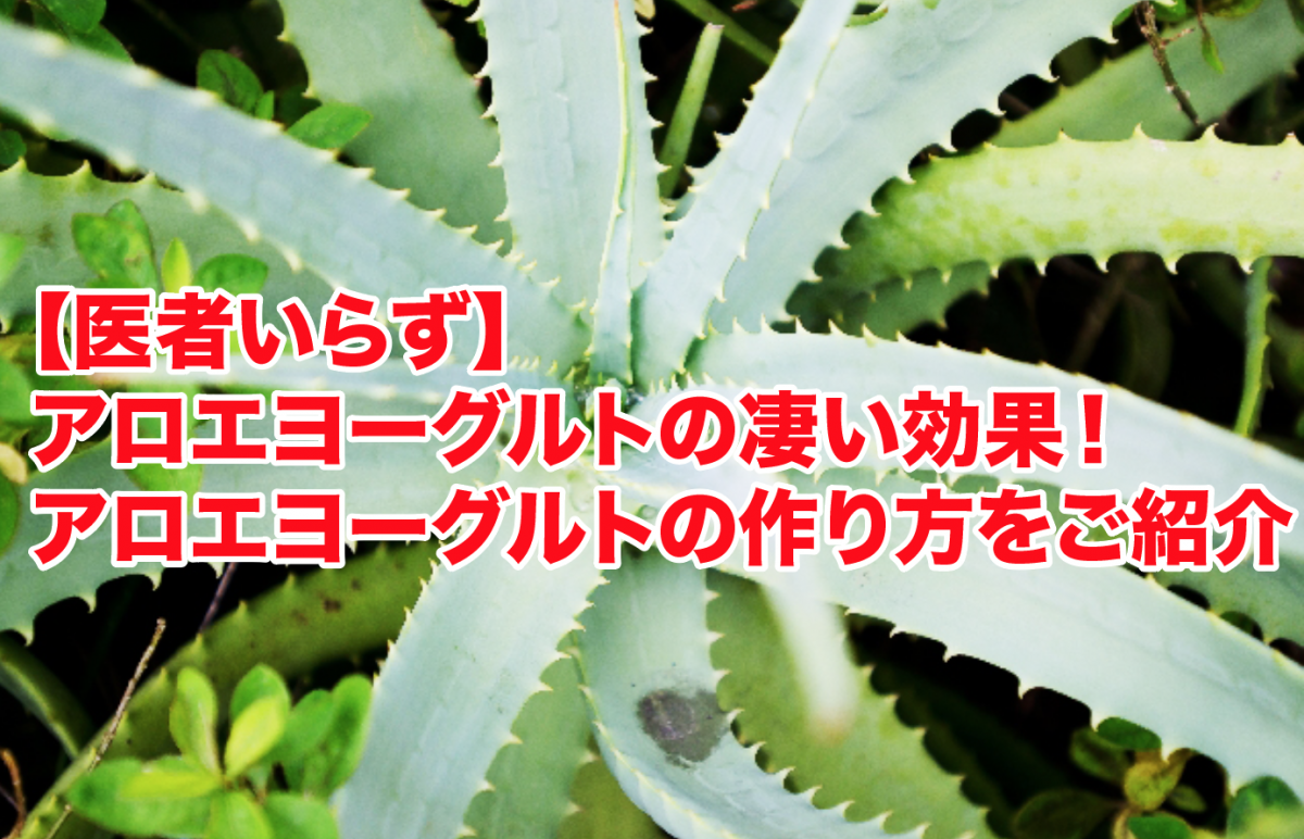 効果 アロエ ヨーグルト アロエの使い方。食べる・塗る・飲む…用途はいろいろ！ ｜