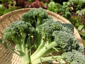 ブロリコの免疫力を高める効果とは！？NK細胞の重要性